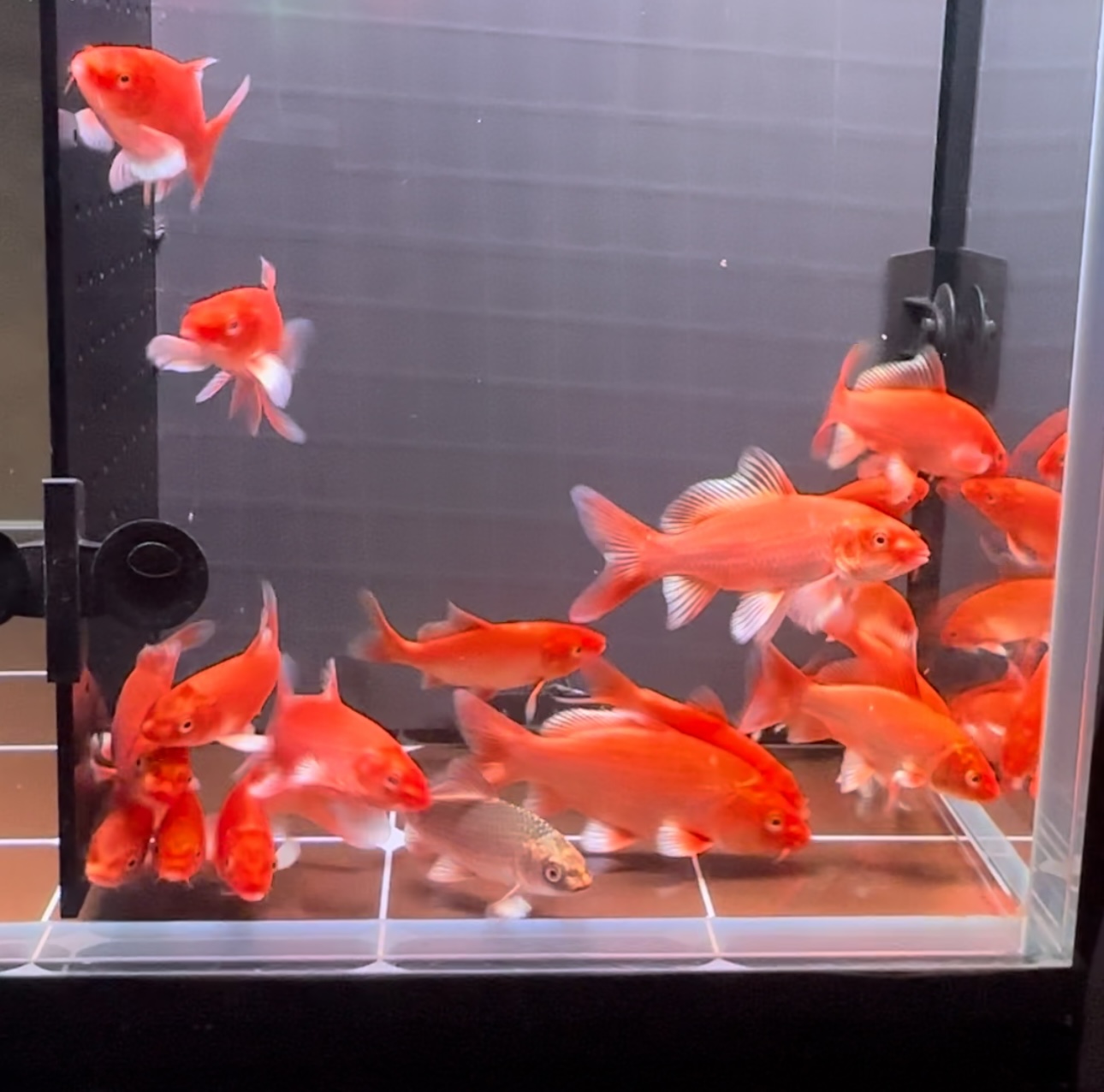 观赏鱼，精品红蝴蝶鲤