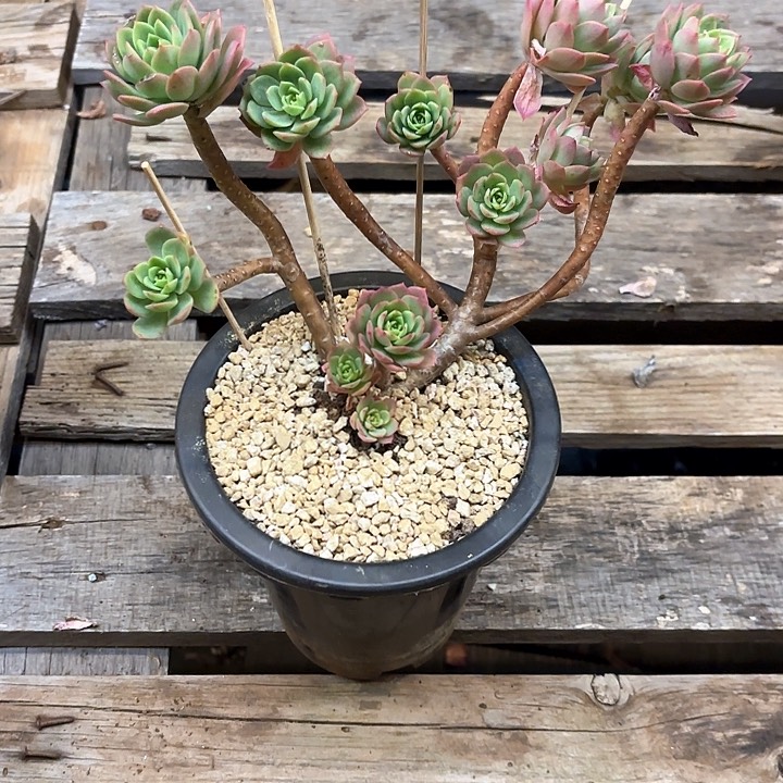 多肉植物，绿蔷薇