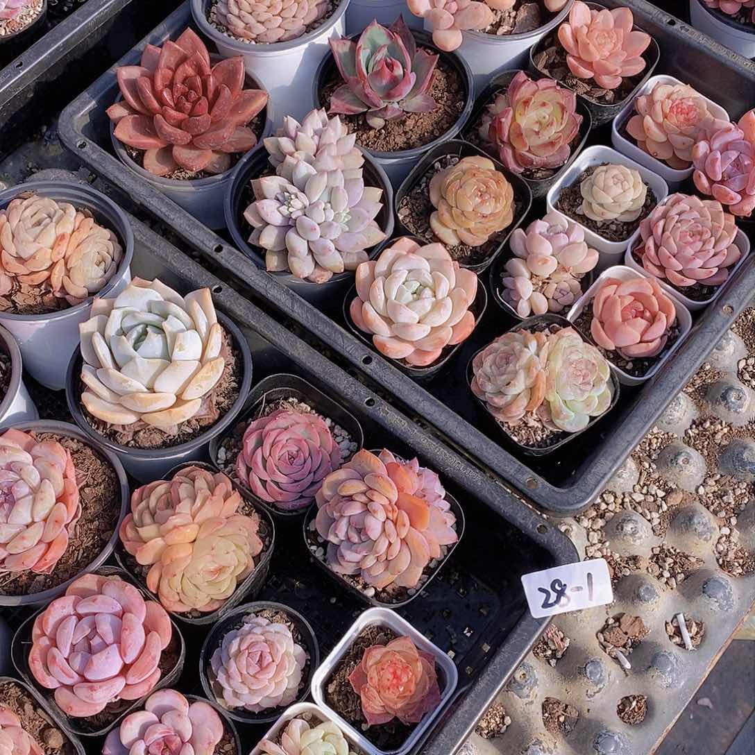 28-1-除夕大套餐福利17颗 随机发