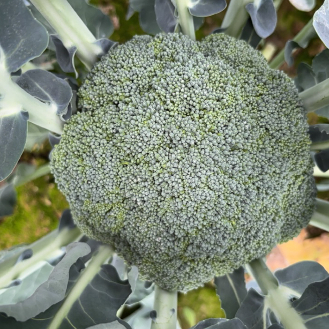 河南应季蔬菜新鲜西兰花现砍现发