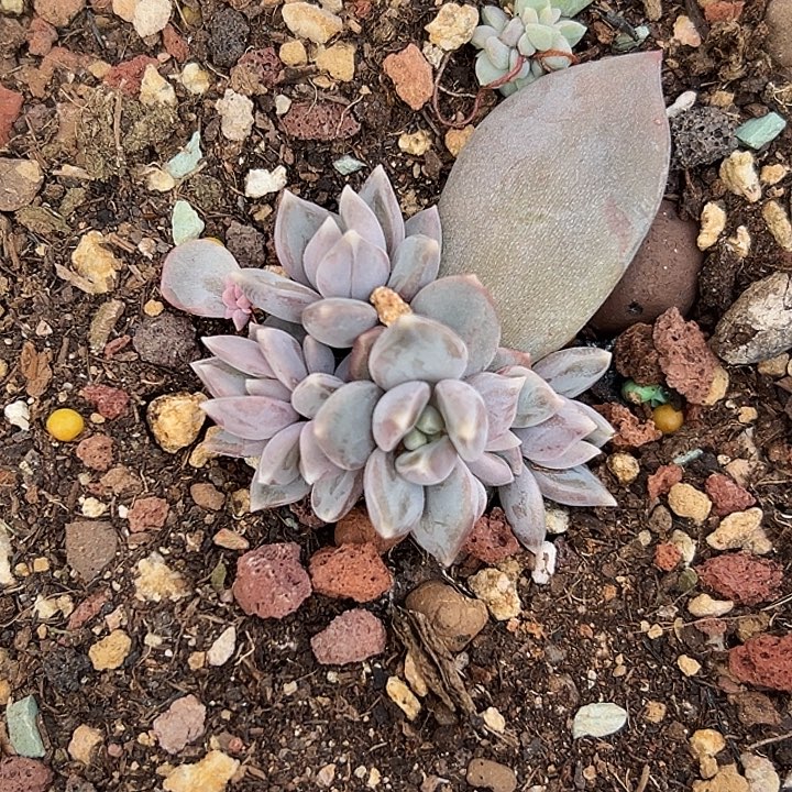 邀月美人6头特价美人