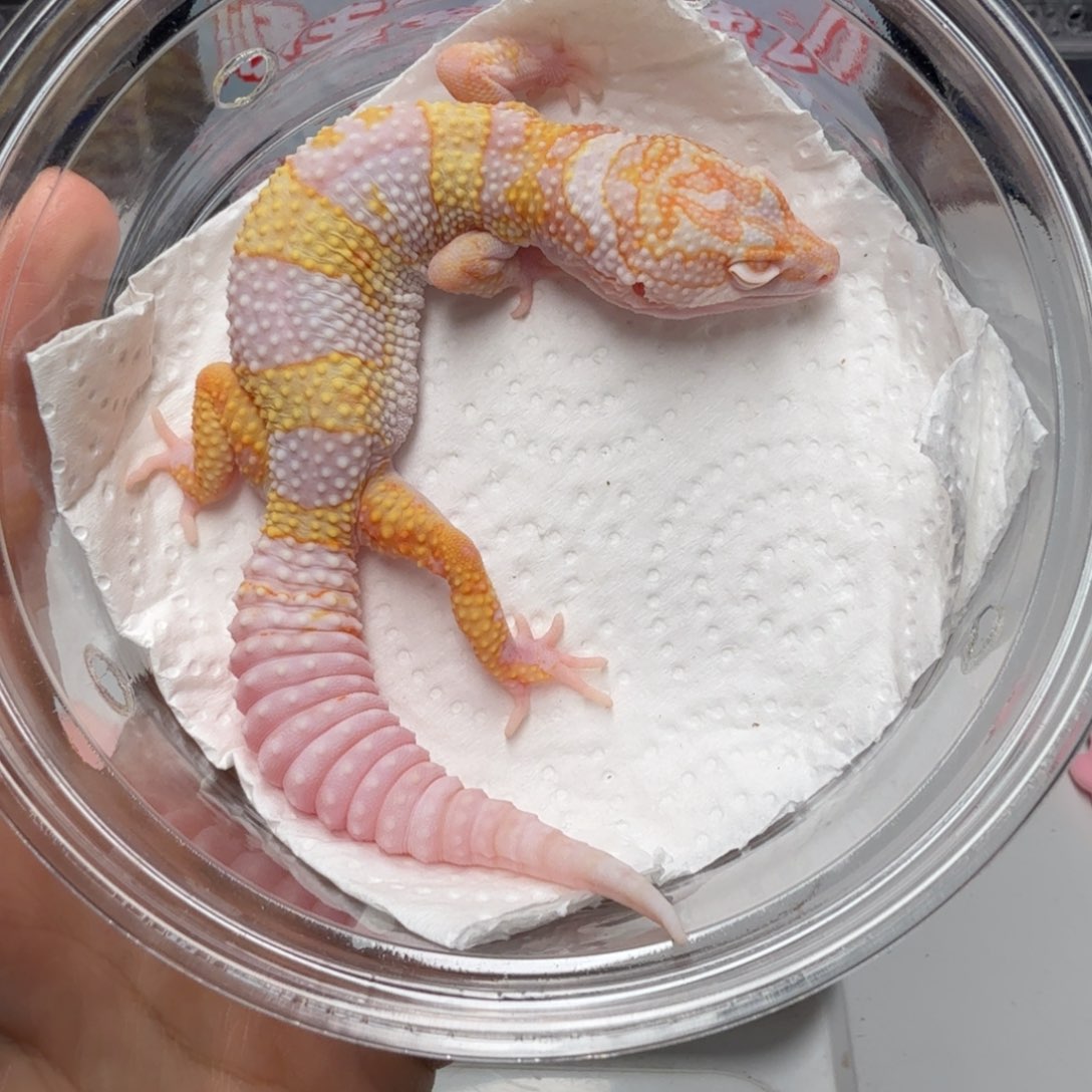 豹纹守宫蜡笔川普妹妹