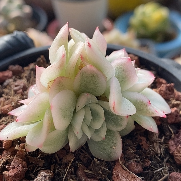 韩苏锦3头暗纹款多肉植物