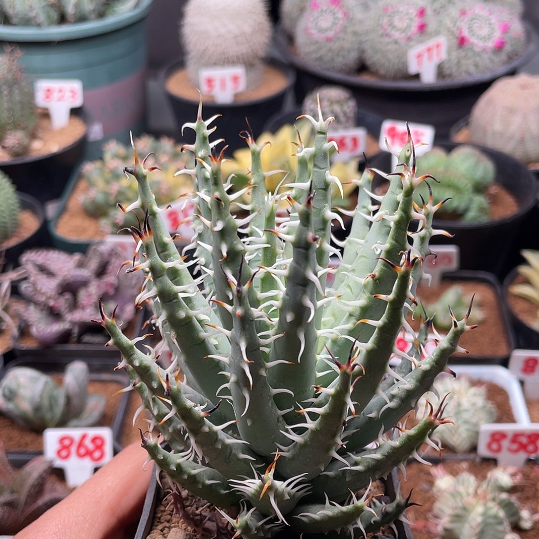 实生短叶黑魔殿仙人球多肉