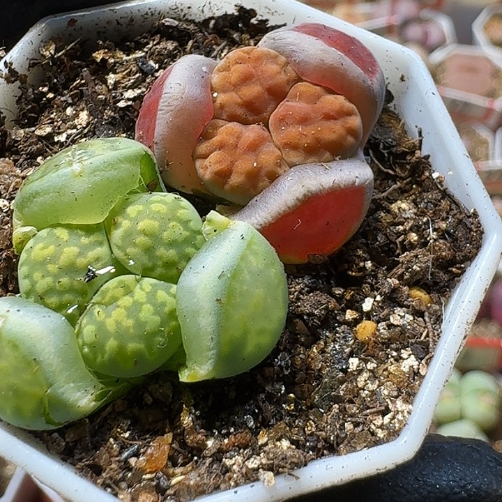 生石花222://。  152