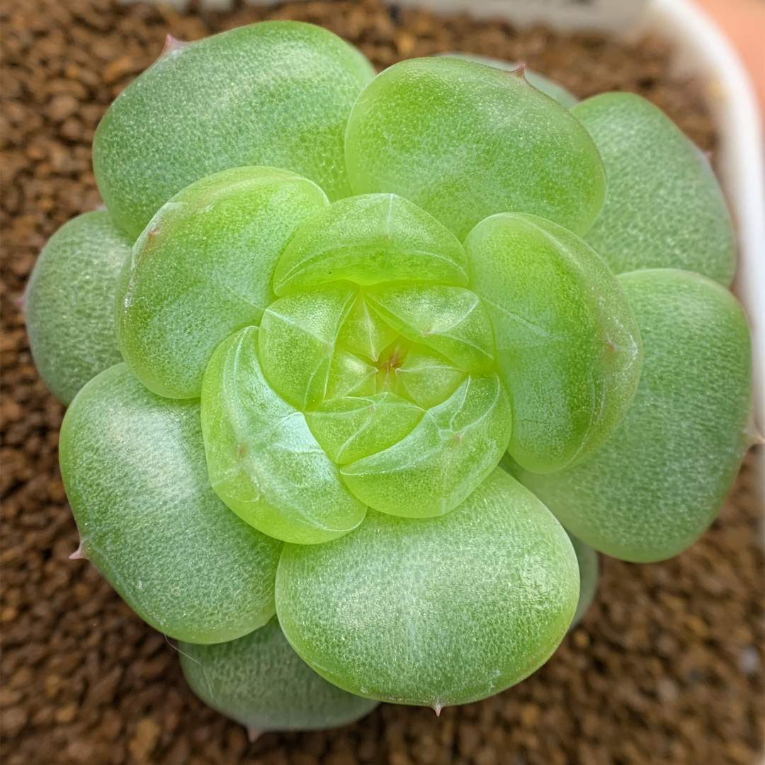 十一号链接 e130-e133 框拍及闪购 12/25  加入购物车查看回放