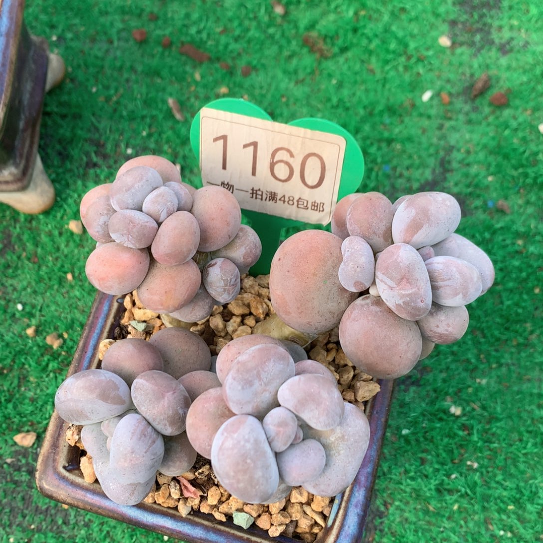 烟美人老桩无砍1160