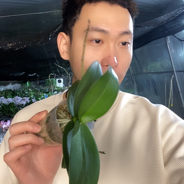 无花朵樱花公主带花剑