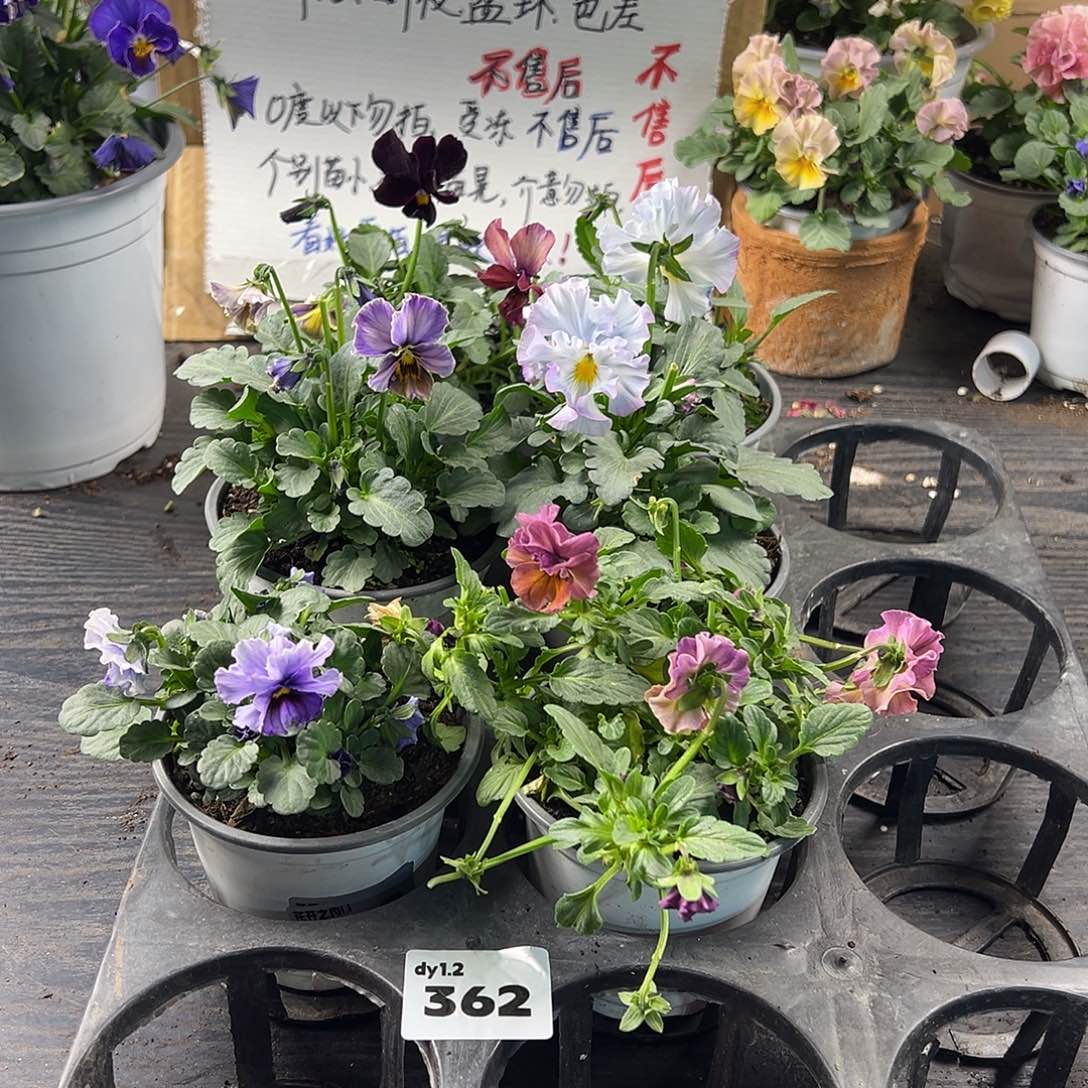 大部分花苞少量开放362号