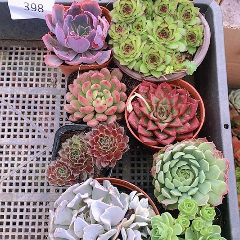 【闪购商品】398号8颗大冠幅组合