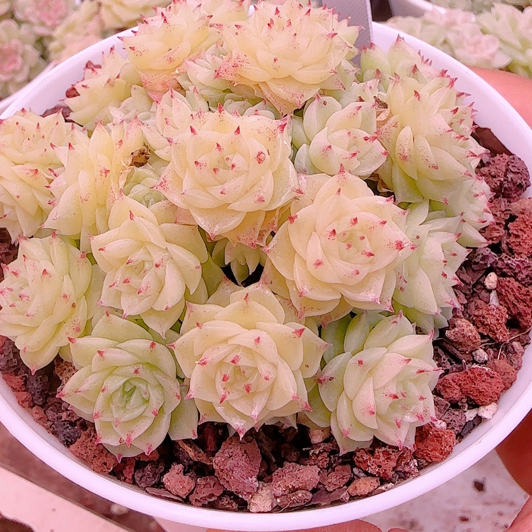 1130-100（fm-154）优选