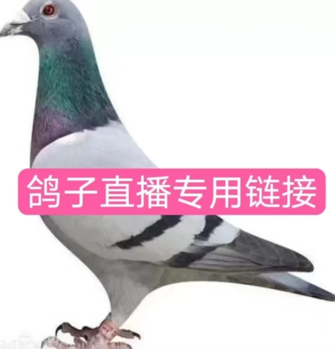 优质赛鸽种鸽公棚赛鸽