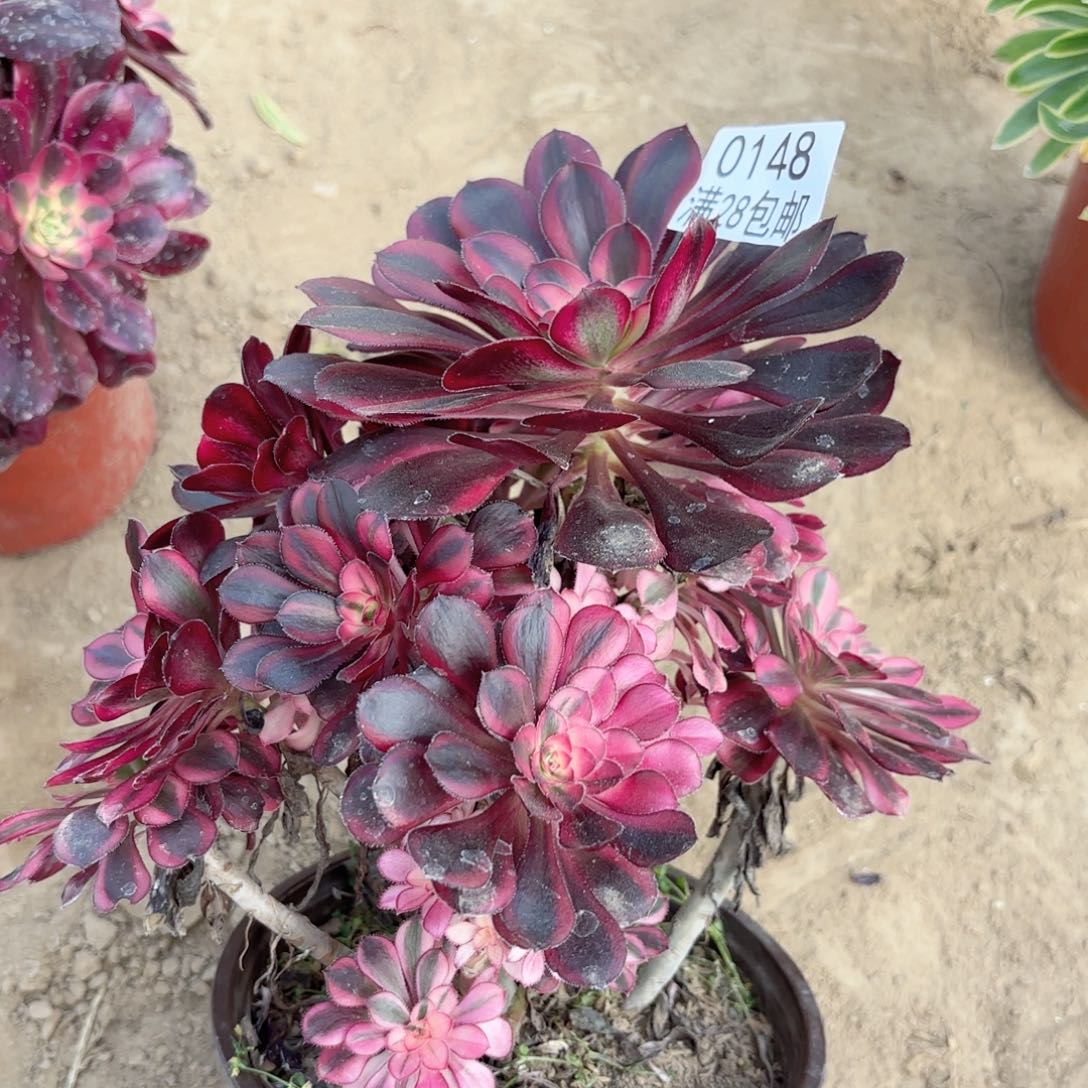 0148香奈儿多肉1111