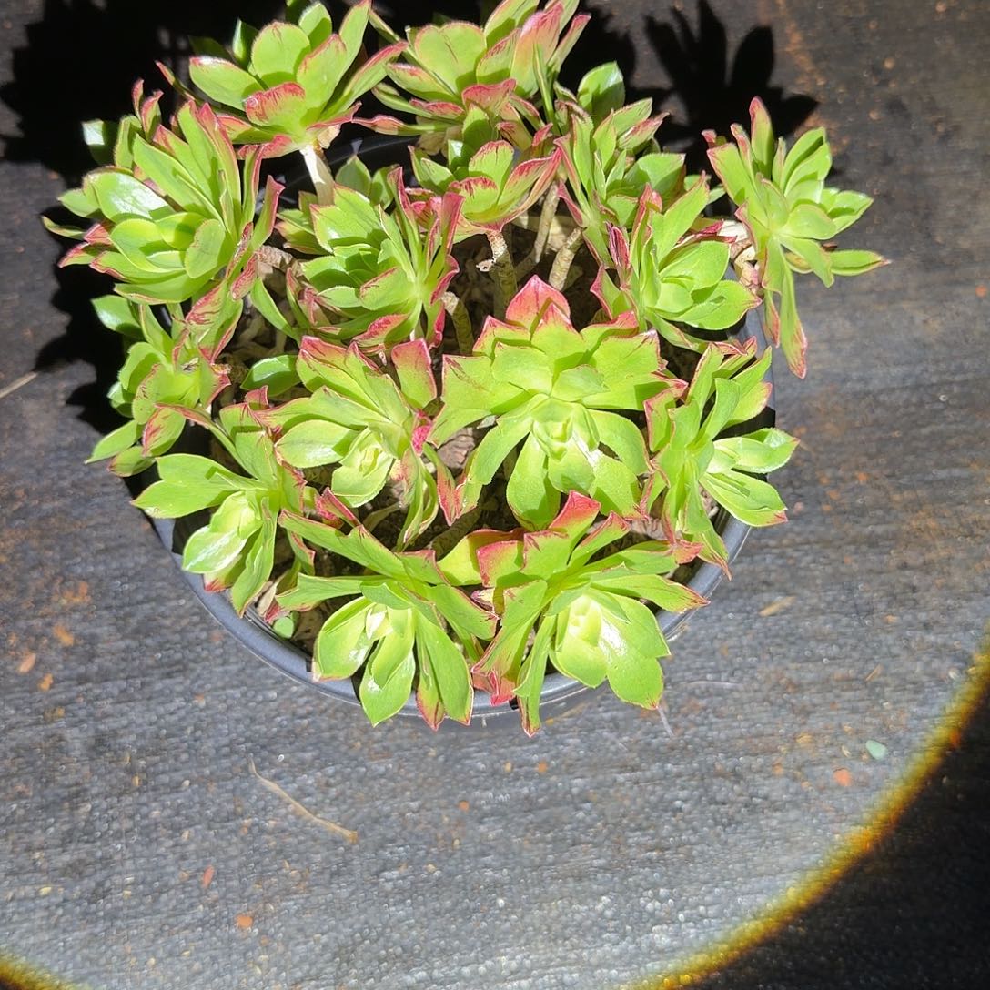 多肉法师，荷花，偏远地区顺丰到付