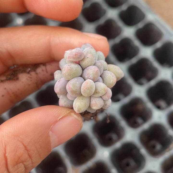 汤圆群随机发满18包邮