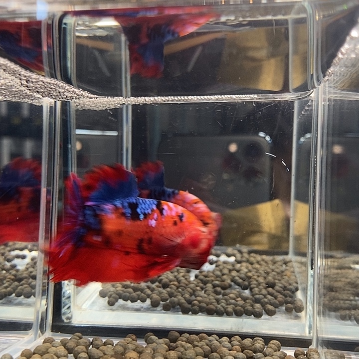 斗鱼黑329号巨斗将军