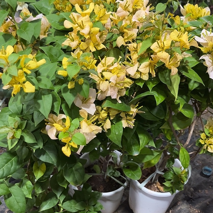 完全开放三角梅黄女郎