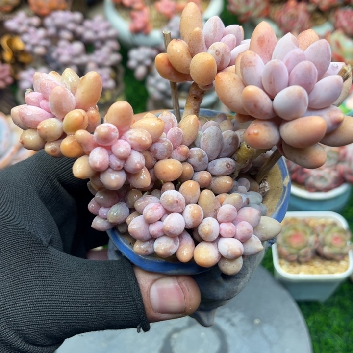 一物一拍，年后发货