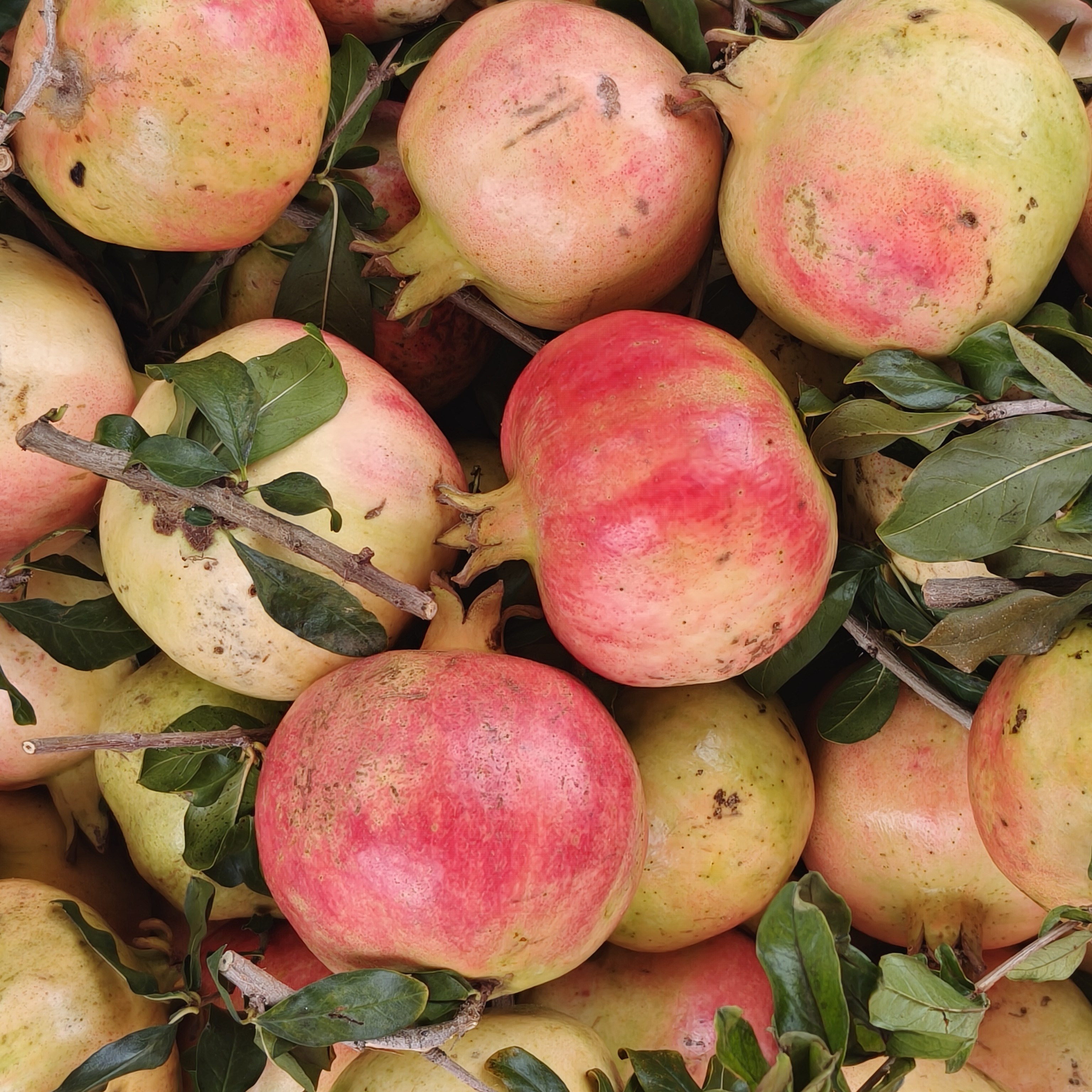 云南高原 石榴 大炎甄选