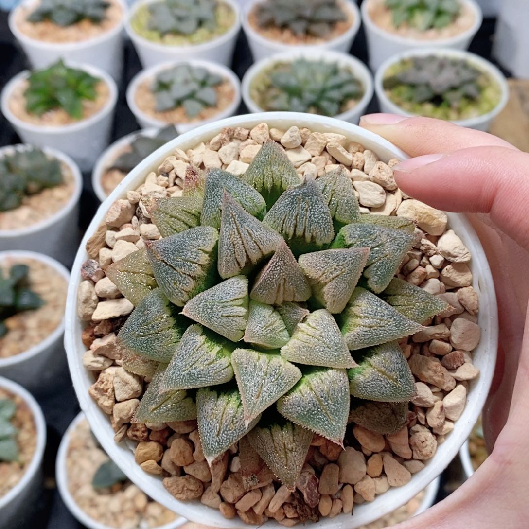 实生寿玉露多肉植物