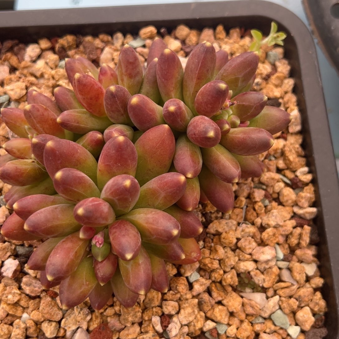 千代田之松 11公分不带盆