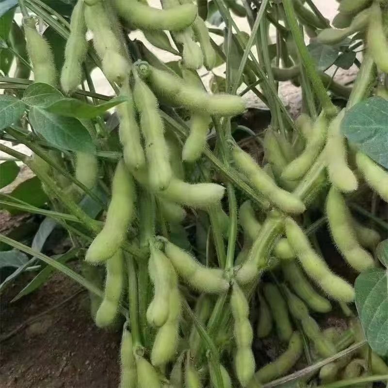 安徽特产毛豆农家种植现摘现发