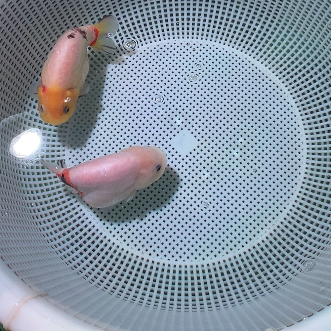 用***1金鱼潘氏金鱼兰寿泰狮