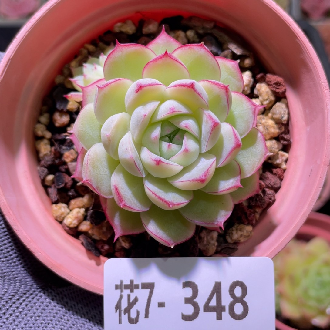 花利美7-348女王  