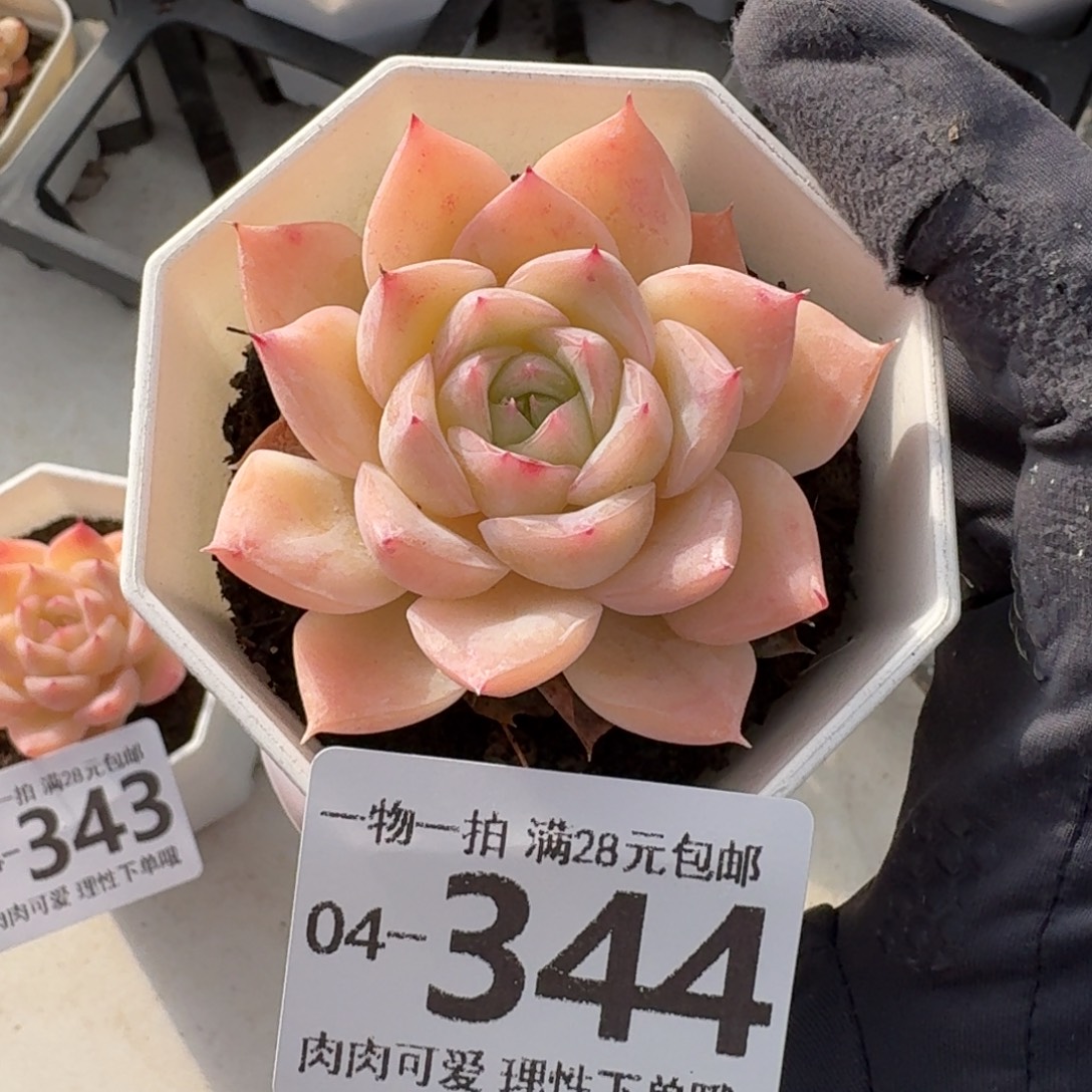 水晶玫瑰无盆土发货无