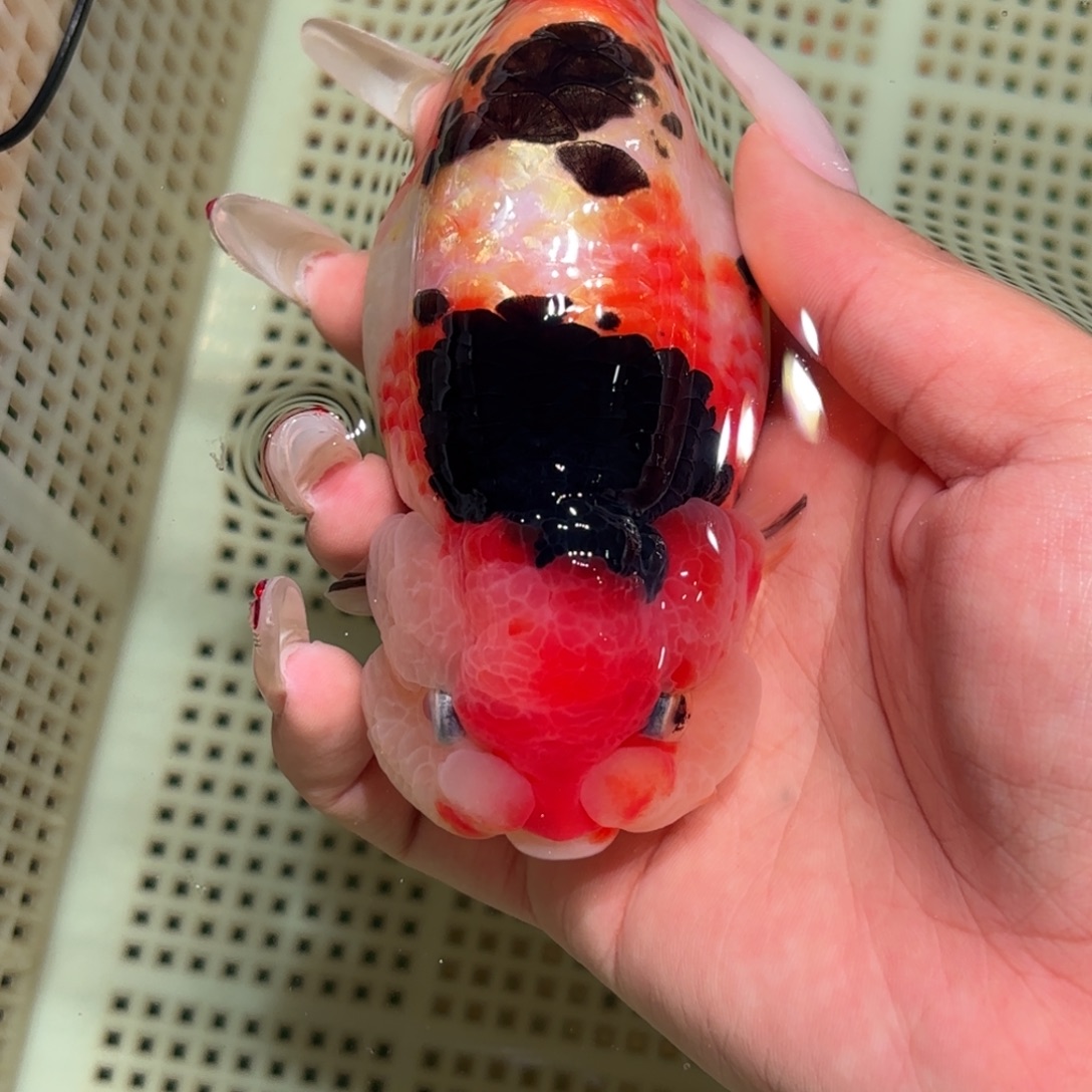 苏***童金鱼不拍包装运费到付，拍包装包邮