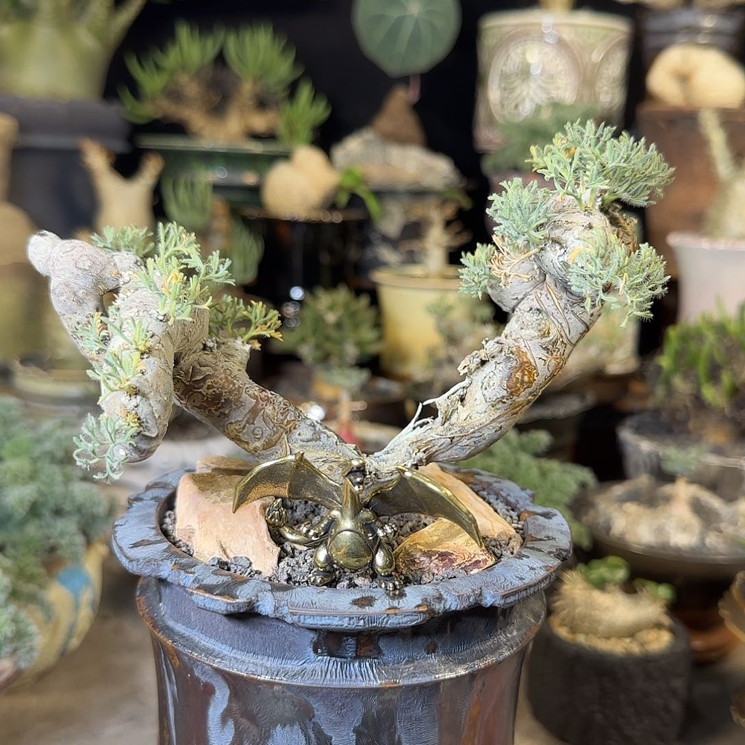 一物一拍黑皮月界720