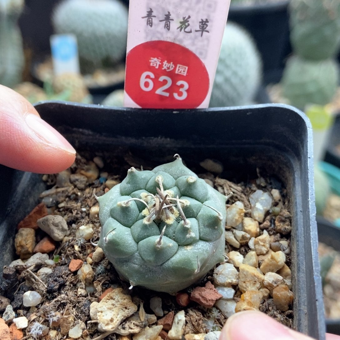 实生南格瑞特娇丽2.7cm