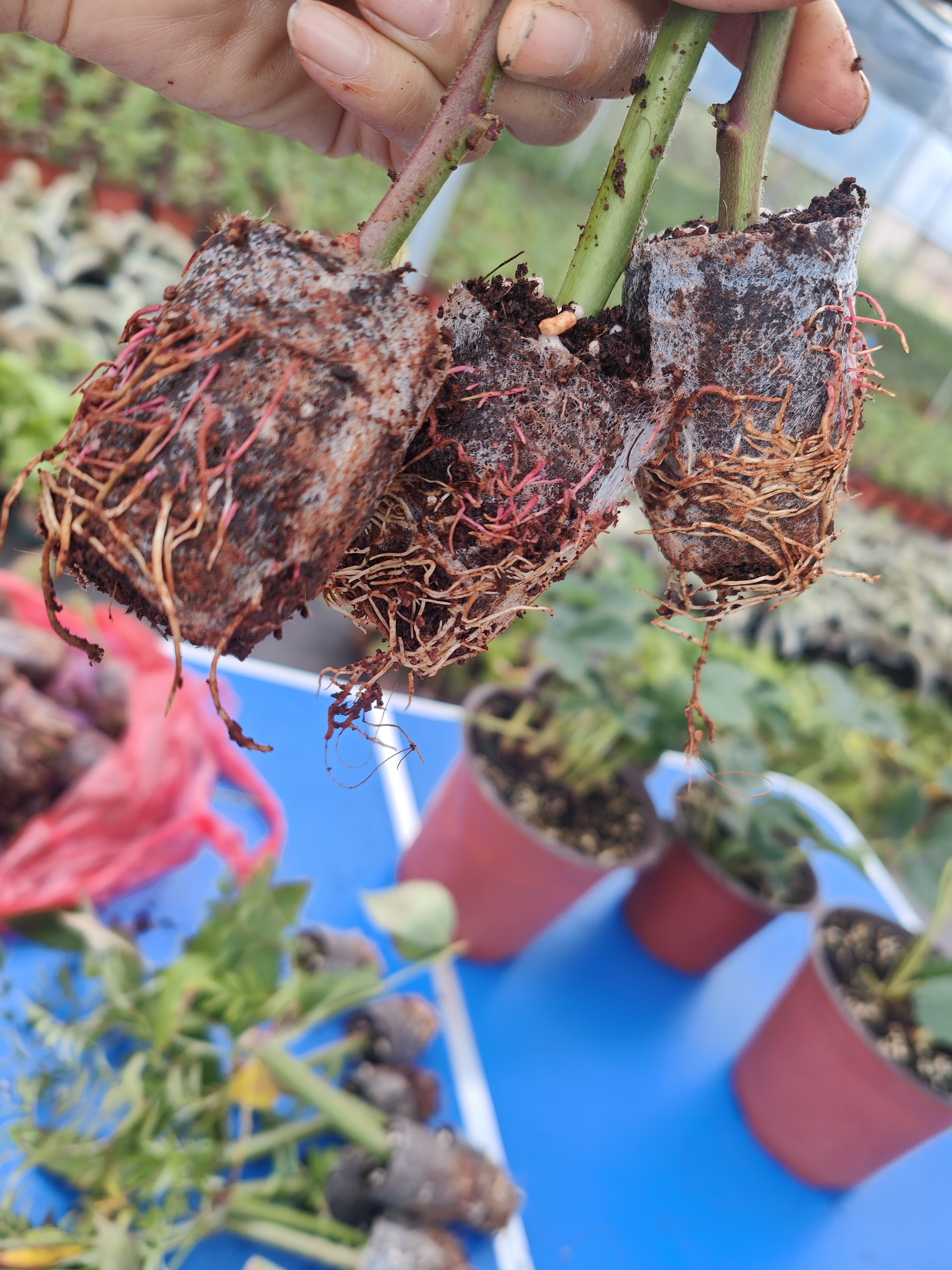 （袋苗）云南昆明基地直发盆栽无刺纯甜黑莓草莓育苗穴盘