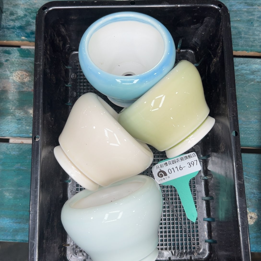 多肉精选编号0116.397