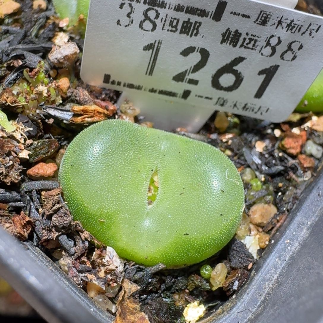 zzz冬日暖心福利1261