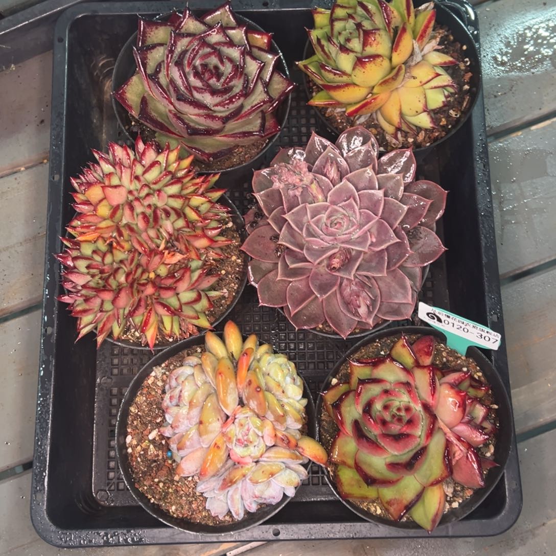 从前慢多肉精选编号0120.307