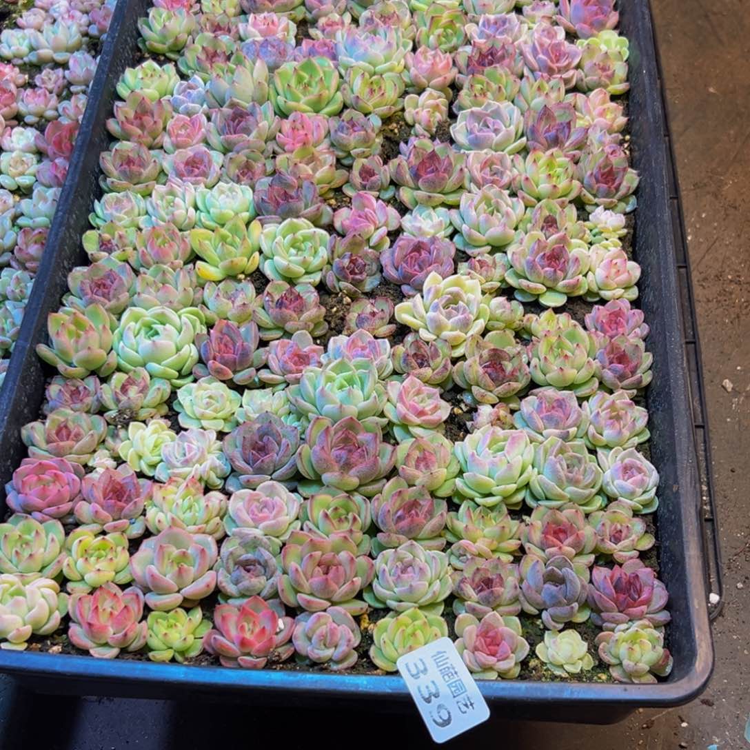 我***谁339多肉葡萄领导人的