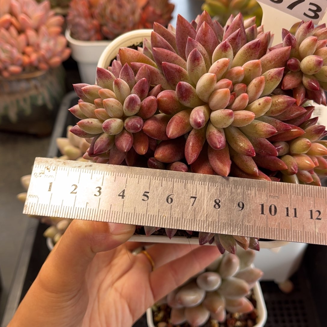 多肉植物0673 满30包邮