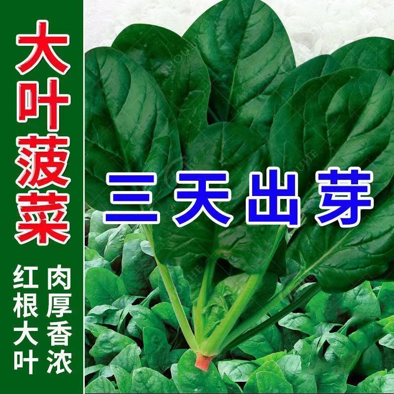 大叶菠菜种子四季易种原生态菠菜籽种子抗病耐热耐寒越冬波菜种子