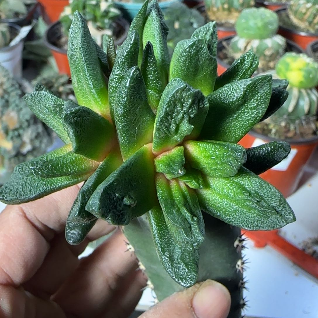 【闪购商品】群头大尤龙角牡丹617