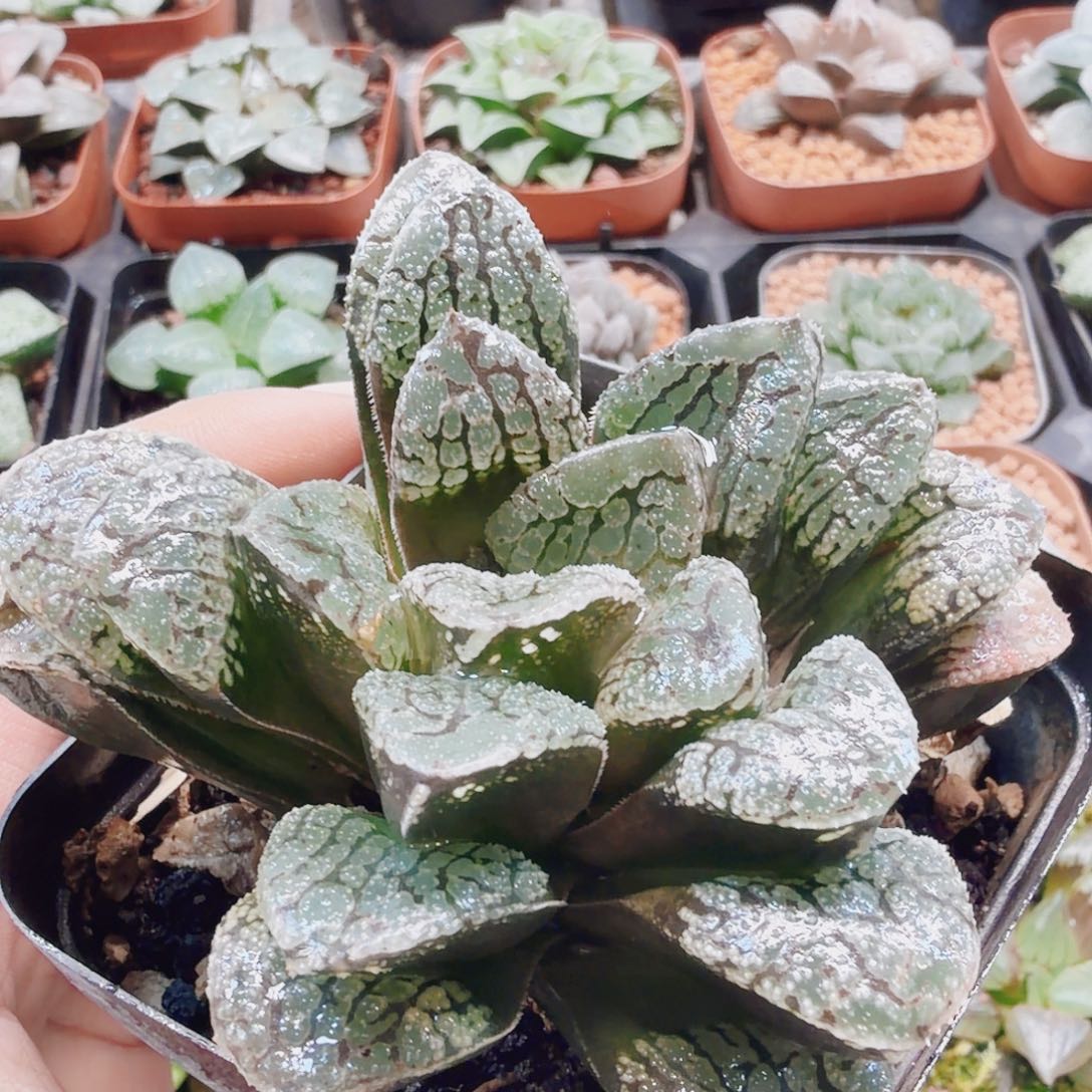 无花朵十二卷魔多母本福利