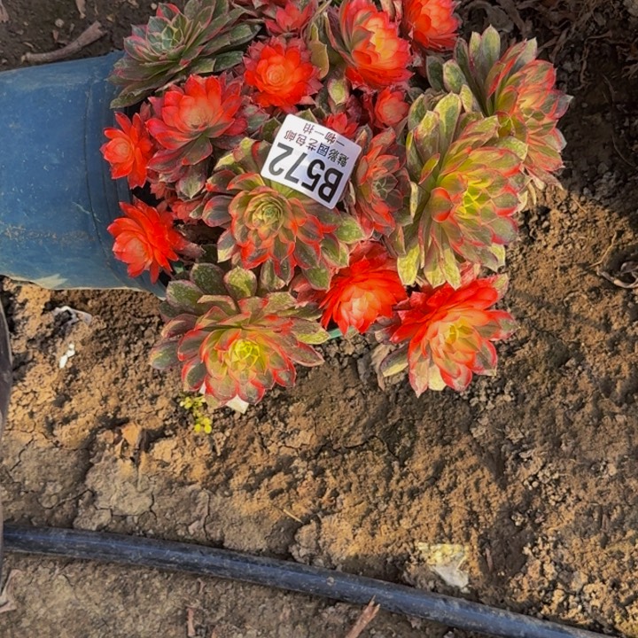 黑魔锦花30-40包邮花花