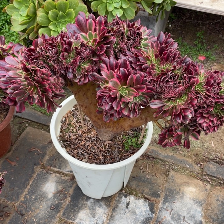 法师老桩缀化美杜莎