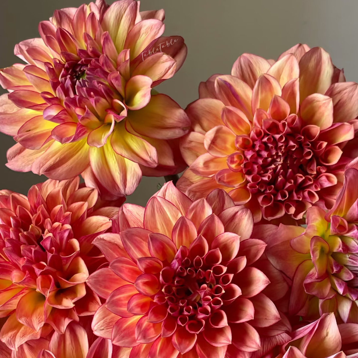 （花蔓）焰火大丽花4-5！三件顺丰空运20%不售后