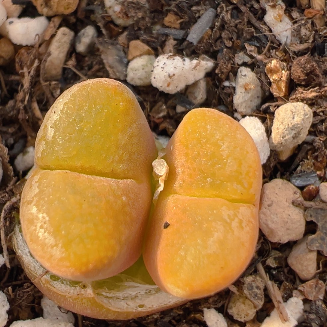 38多肉植物百科知识