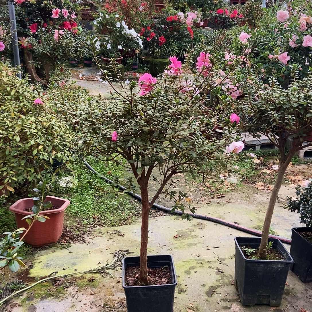 完全开放皋月杜鹃鹃之舞