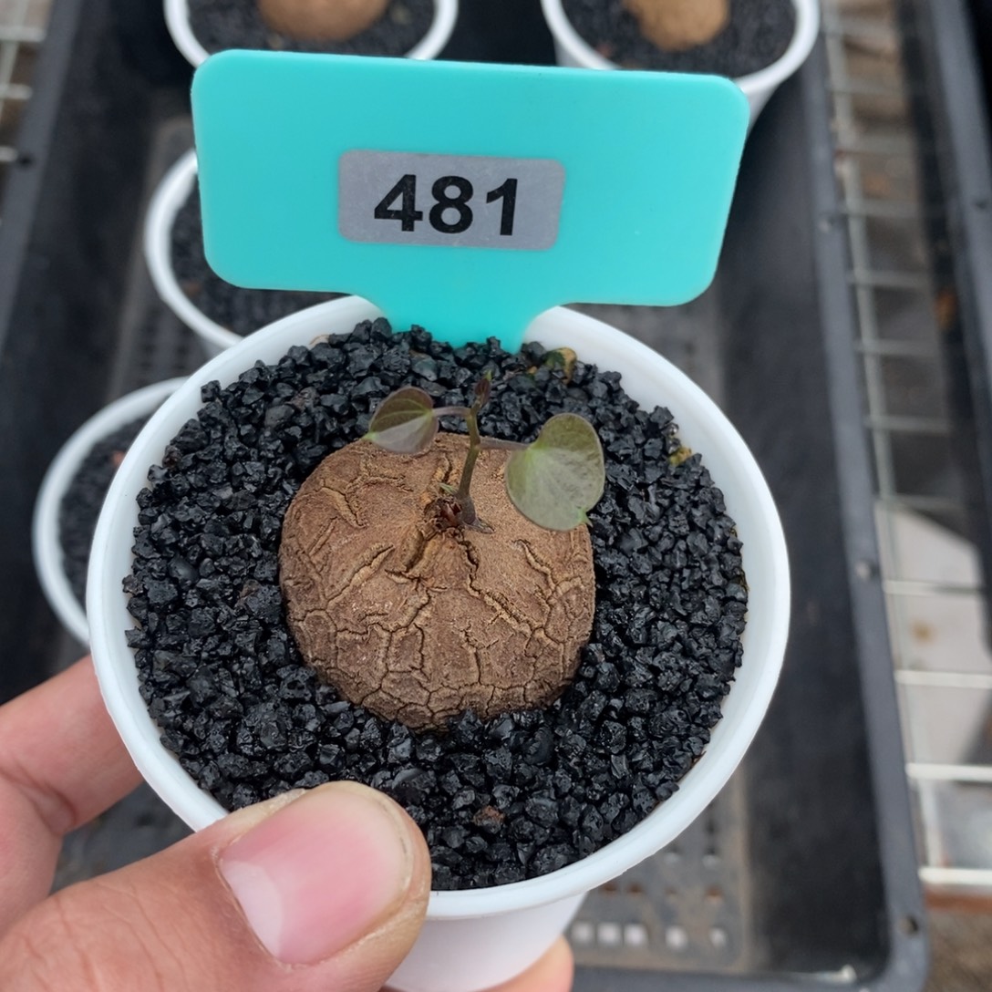 ****忘龟甲龙多肉植物一个