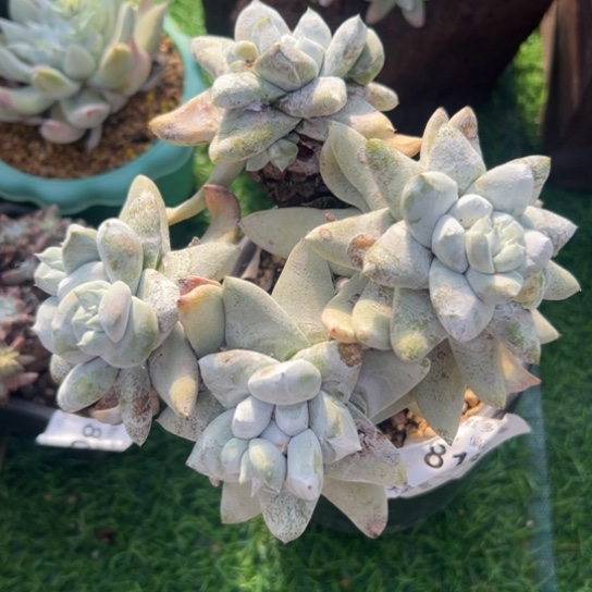 海星胖拇指～可可爱爱8184