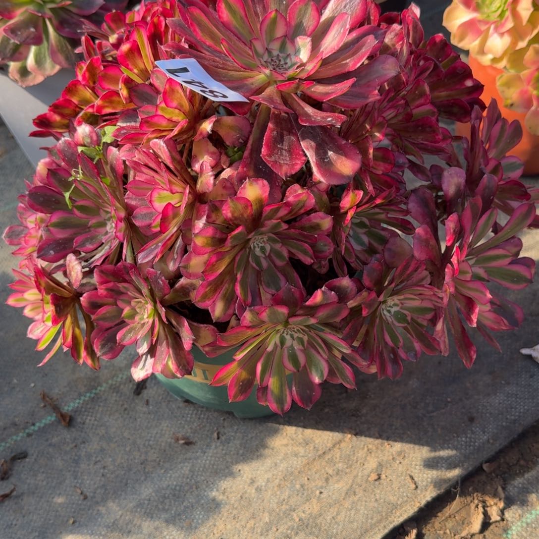 841红白多肉植物福利