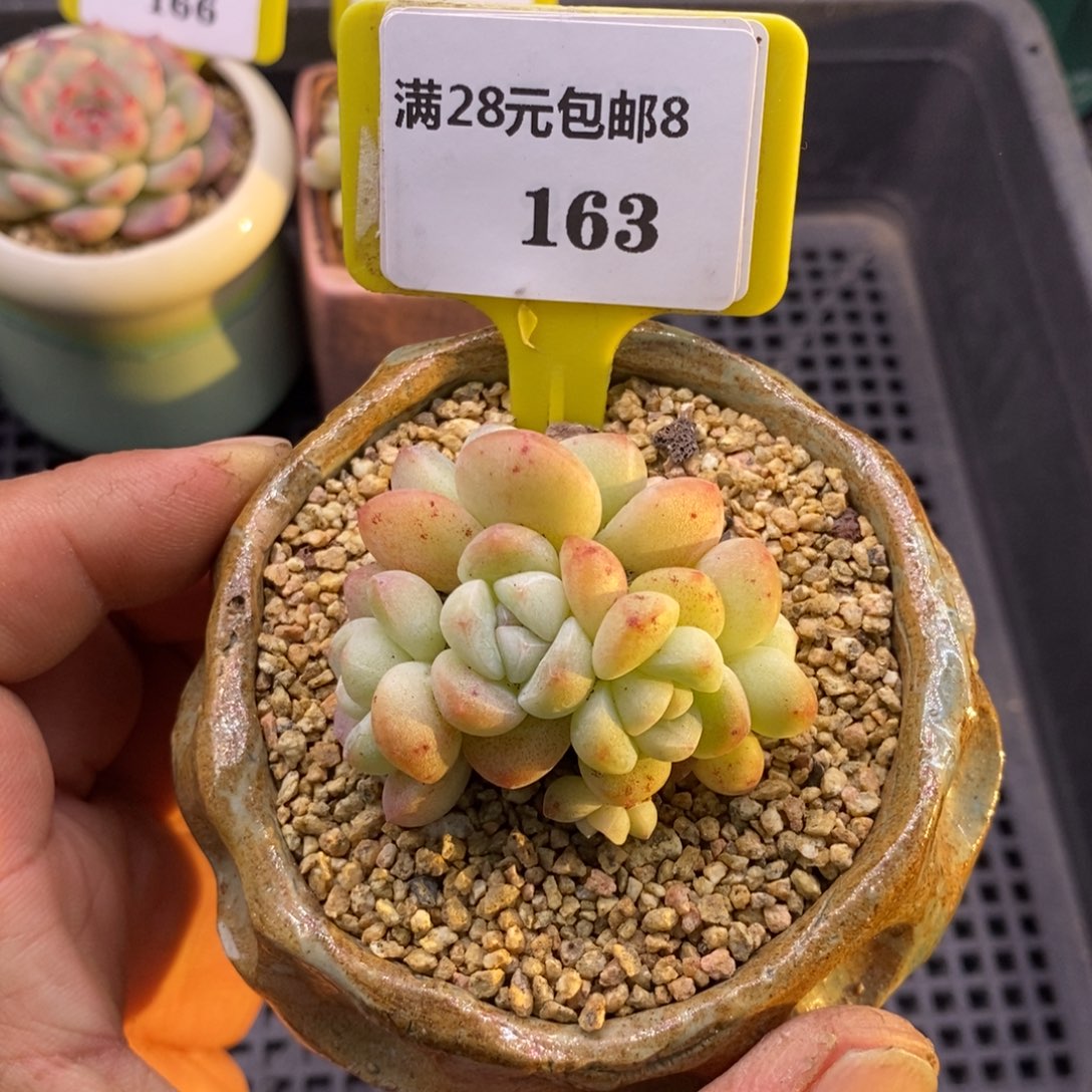 8163丸叶冰玉六七头多肉